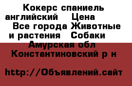 Кокерс спаниель английский  › Цена ­ 4 500 - Все города Животные и растения » Собаки   . Амурская обл.,Константиновский р-н